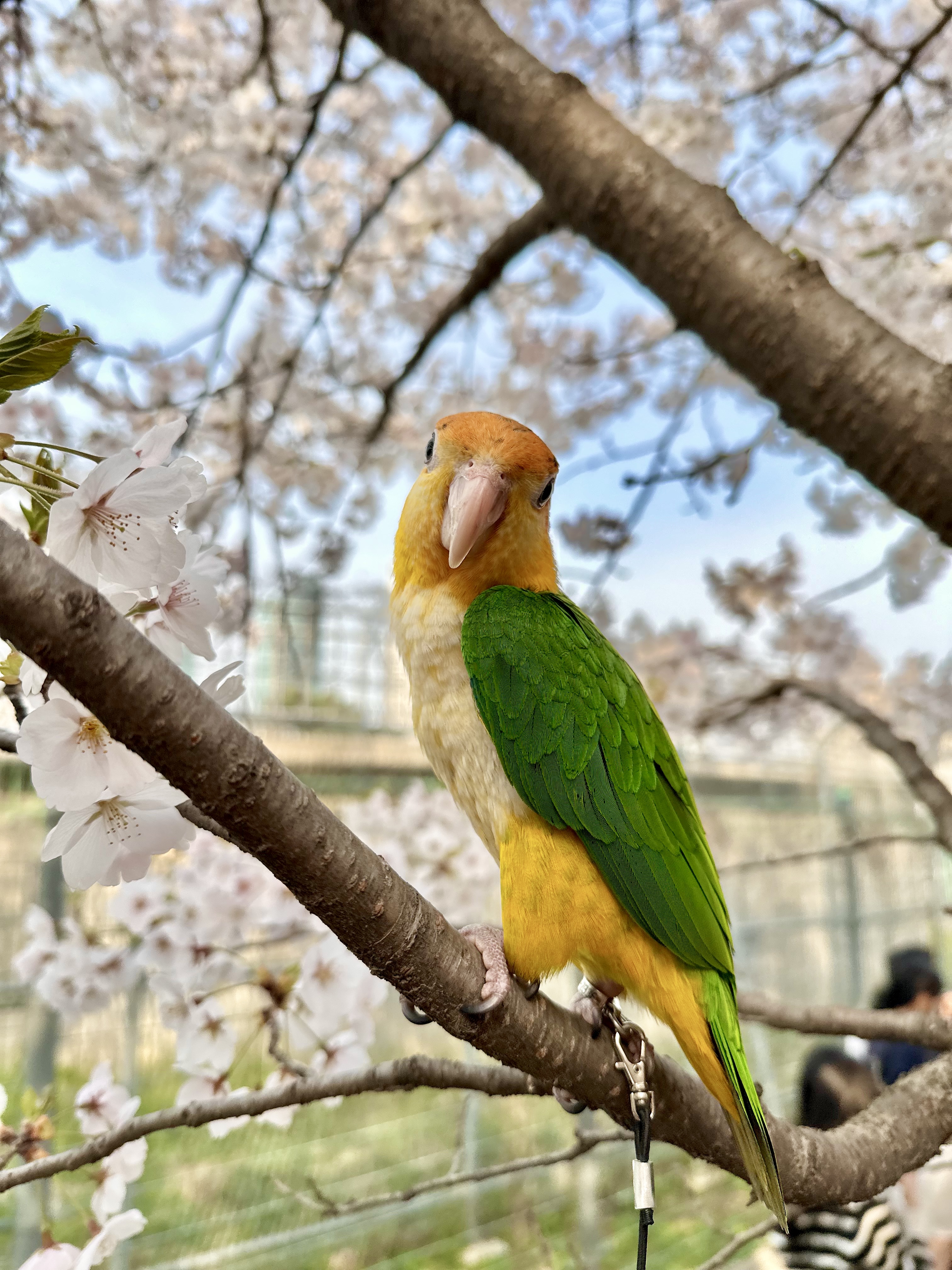 parrot